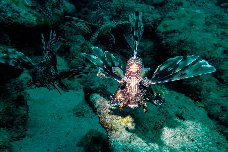 Tamarin: Exploration Dive - Key points before you book