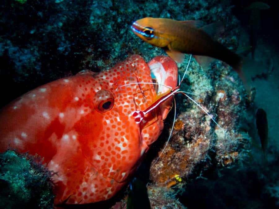 Tamarin: Exploration Dive - Starting at Veranda Tamarin Hotel