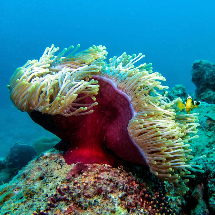 Tamarin: Exploration Dive - What the underwater session is like