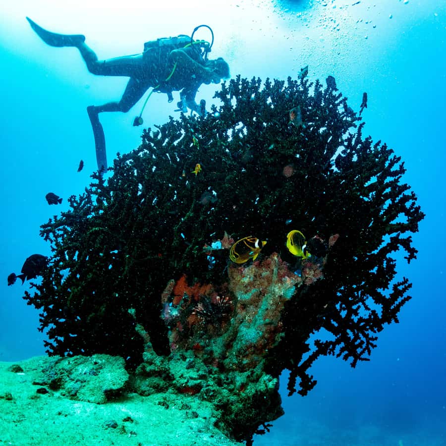 Tamarin: Exploration Dive - Health and comfort requirements