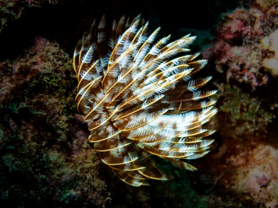Tamarin: Exploration Dive - Who will enjoy this most?