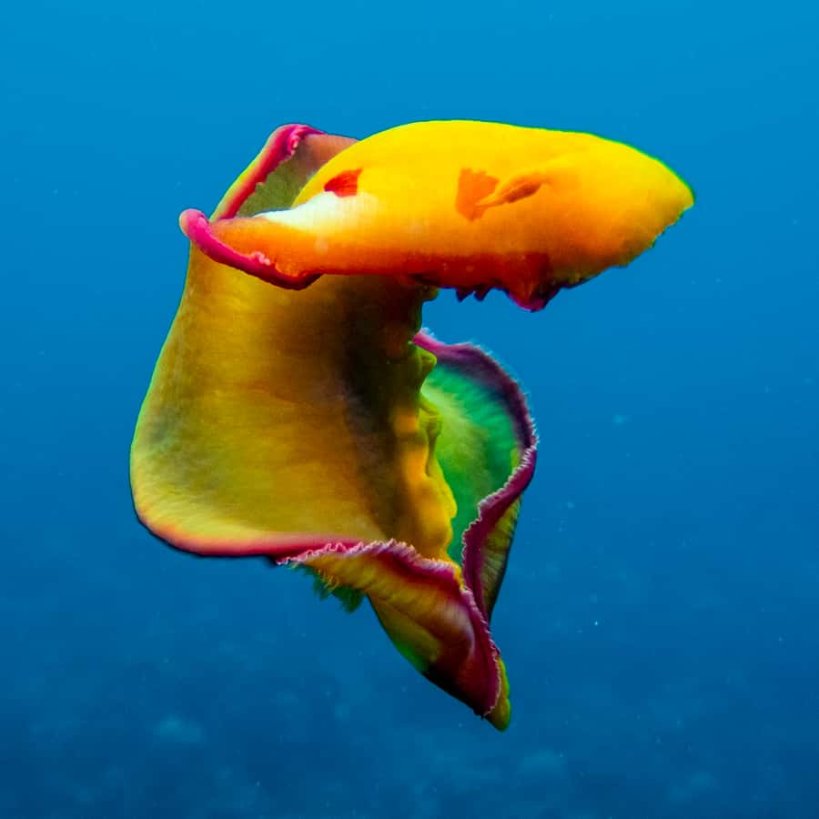 Tamarin: Exploration Dive - The trip toward Black River