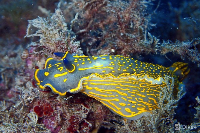 Taormina Scuba Diving Experience - What makes Isola Bella a good setting
