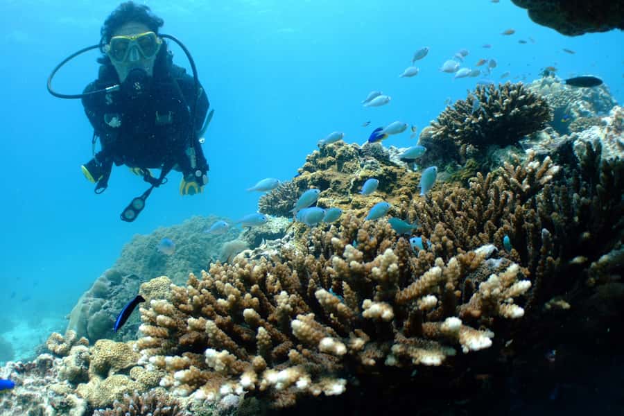Tayrona National Park: Scuba Diving Tour for Beginners - Seeing Tayrona from the sea
