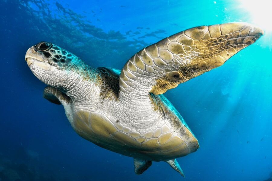 Tenerife: 2-Dive Private Scuba Discovery Course - The private format and the human side