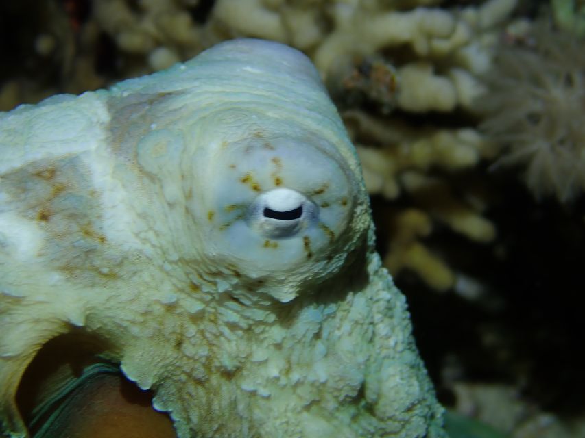 Tenerife: 2-Dive Private Scuba Discovery Course - Meeting at Scuba Point and getting ready