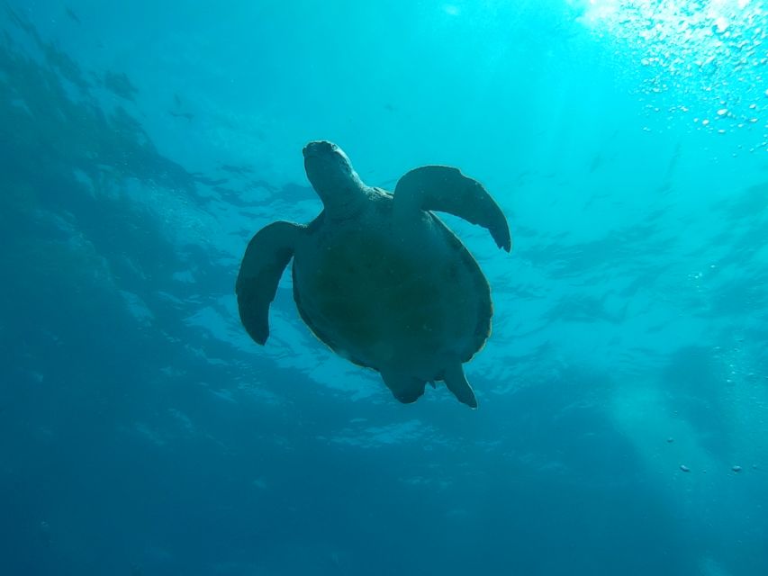 Tenerife: 2 Diving Sessions for Certified Divers - Key points to know before booking