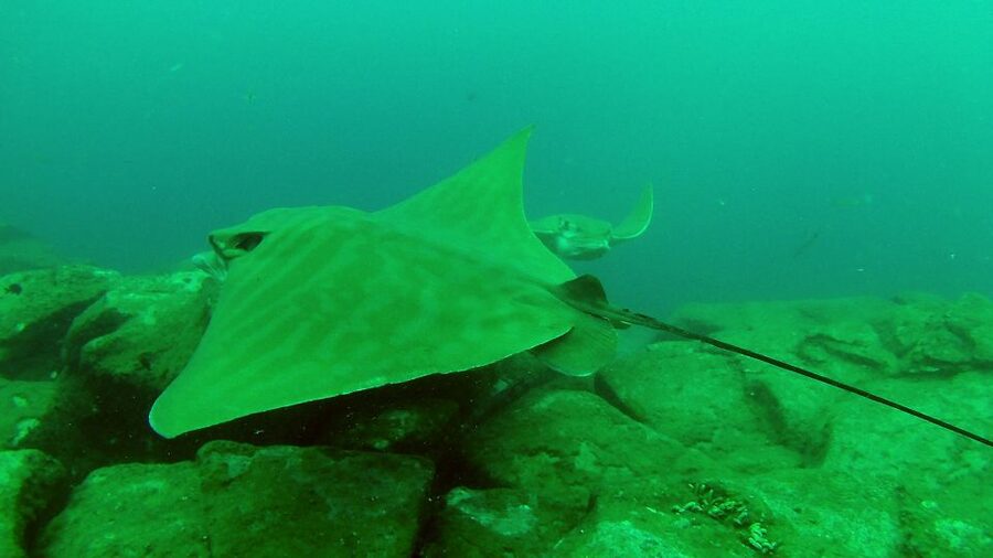 Tenerife: 2 Diving Sessions for Certified Divers - What the five-hour schedule feels like