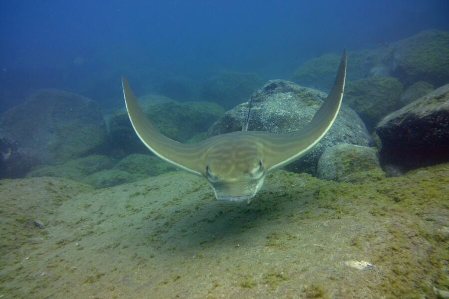 Tenerife: 2 Diving Sessions for Certified Divers - Marine life you might encounter