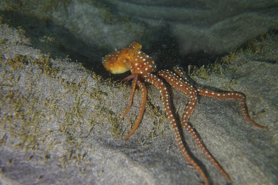 Tenerife: 2 Diving Sessions for Certified Divers - Practical tips for a smoother day