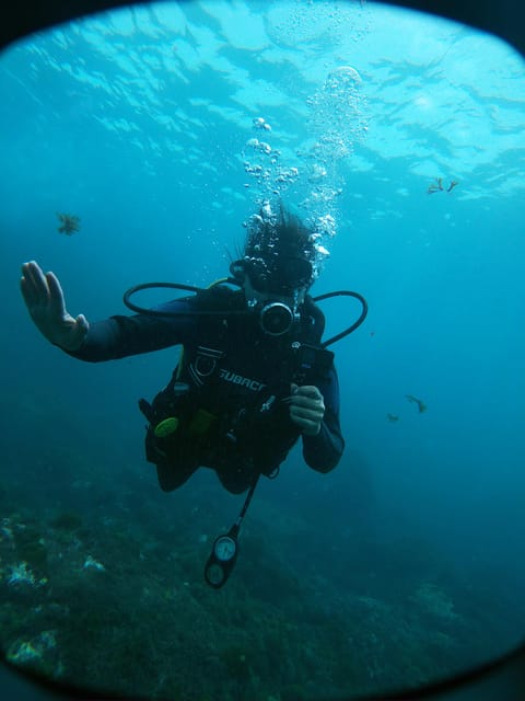 Tenerife - 2 Guided Dives for Certified Divers - Half Day - What you might see beneath Tenerife’s west coast