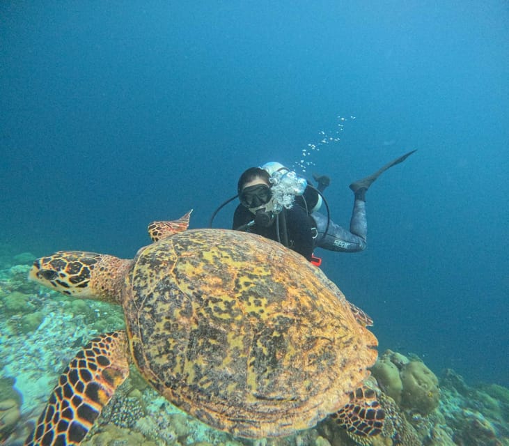 Tenerife - 2 Guided Dives for Certified Divers - Half Day - Price and what the $113 covers