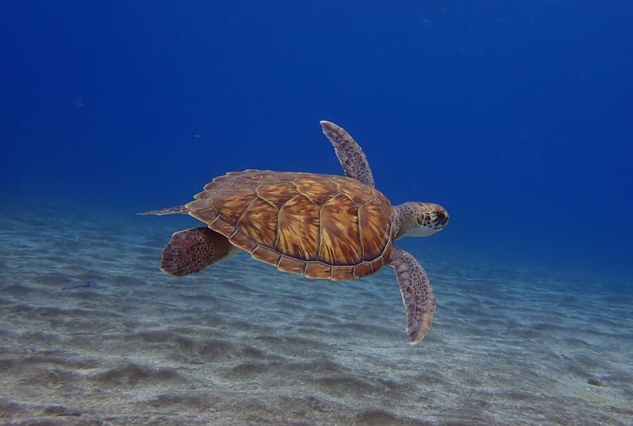 Tenerife: Abades Beach Beginner Diving Experience - Key points at a glance