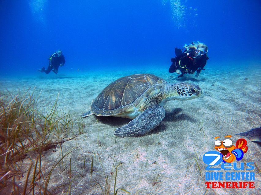 Tenerife: Abades Beach Beginner Diving Experience - Why Abades works for a first scuba session
