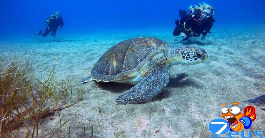 Tenerife: Abades Beach Beginner Diving Experience - The 30-minute safety briefing