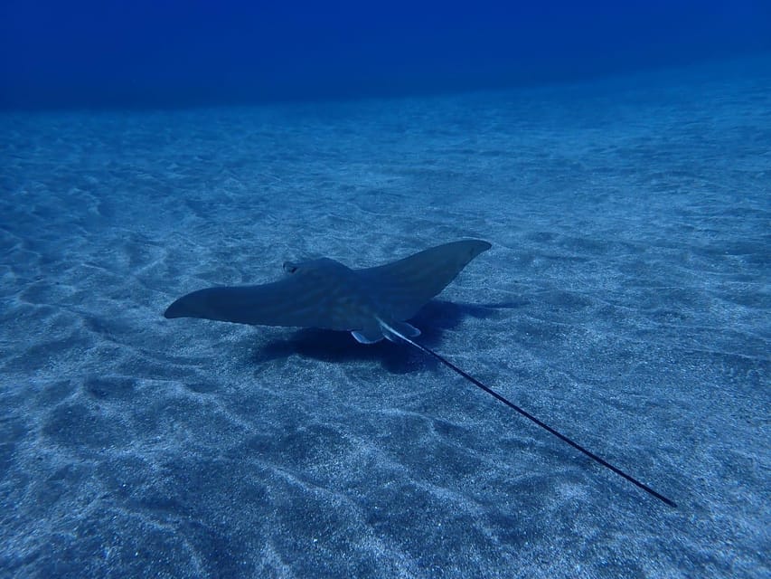 Tenerife: Abades Beach Beginner Diving Experience - The 40-minute underwater session