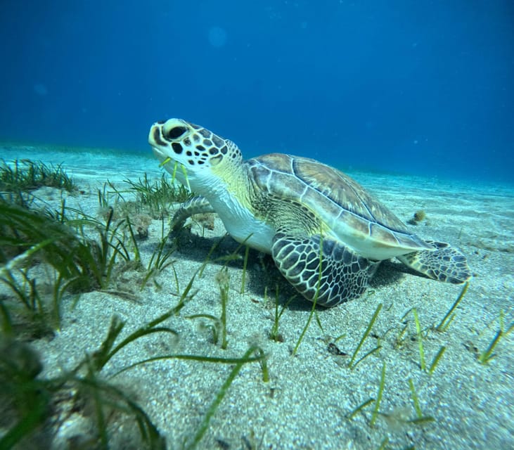 Tenerife: Abades Beach Beginner Diving Experience - The staff and teaching style