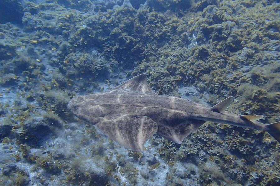 Tenerife: Abades Beach Beginner Diving Experience - From pickup to the Abades beach
