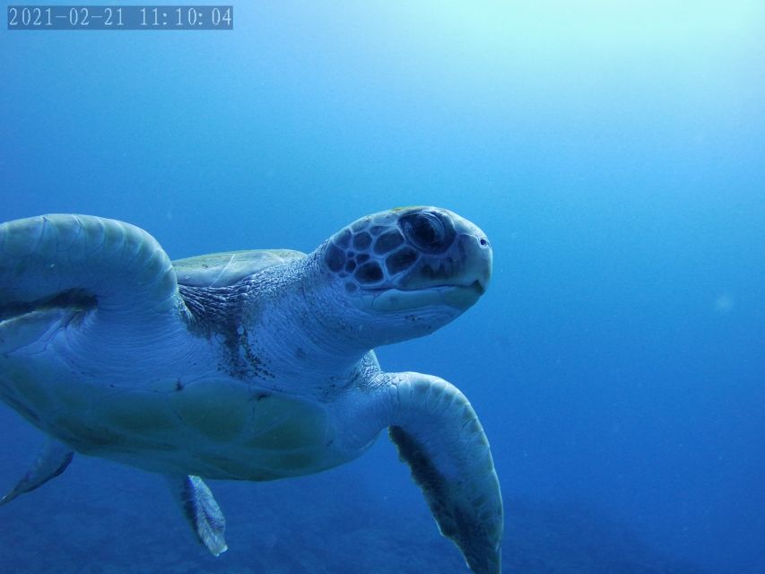 Tenerife: Beginner's Dive at a Spot with Turtle Sightings - FAQ