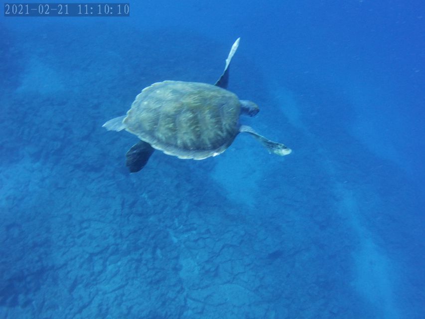 Tenerife: Beginner's Dive at a Spot with Turtle Sightings - Who should book this Puerto Colón activity?