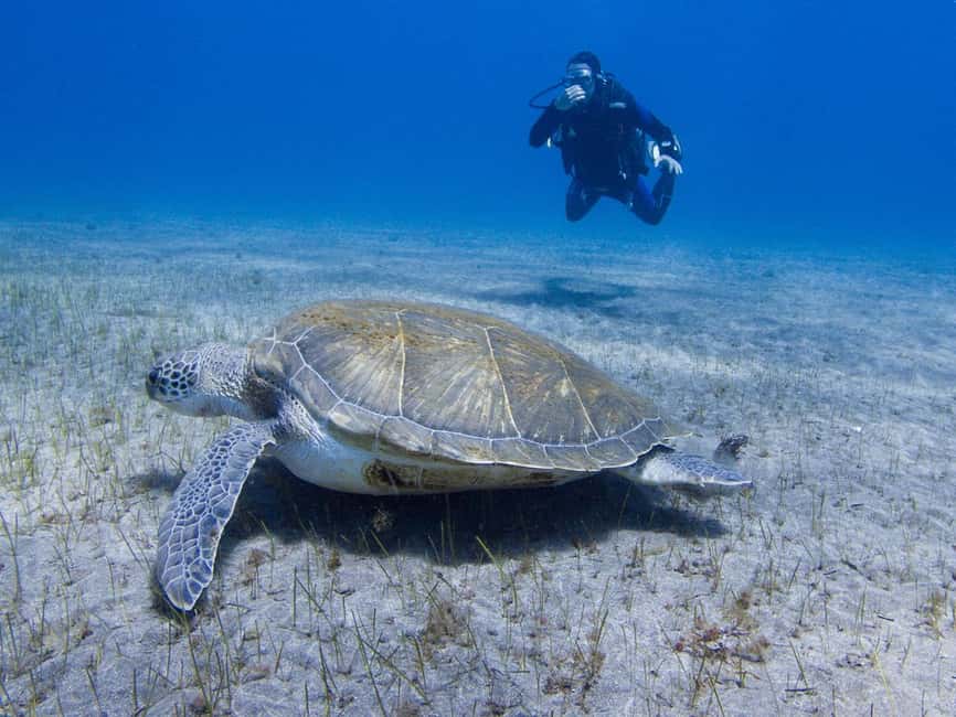 Tenerife: Beginner Scuba Dive Experience - What makes this Tenerife scuba experience worthwhile