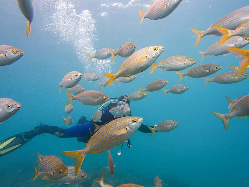 Tenerife: Beginner Scuba Dive Experience - Who should book this experience