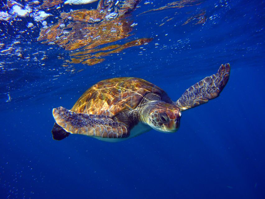 Tenerife: Discover Scuba Diving with Free Photos - Who will enjoy this activity most?