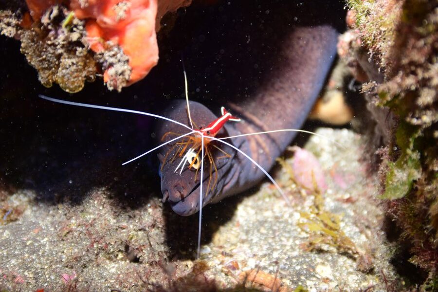 Tenerife: Discover Scuba Diving with Free Photos - Shallow water first, then a maximum of 12 meters