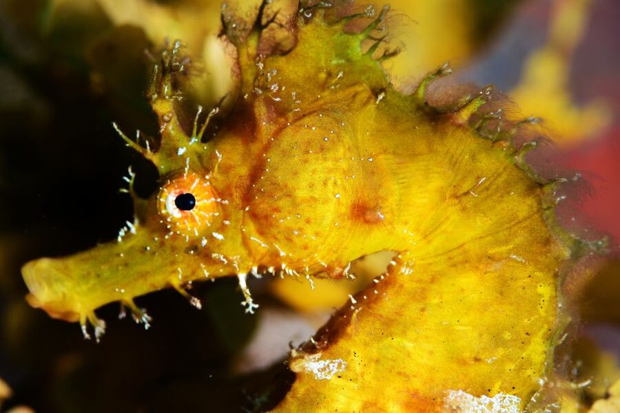 Tenerife: Discover Scuba Diving with Free Photos - What the instructor support adds