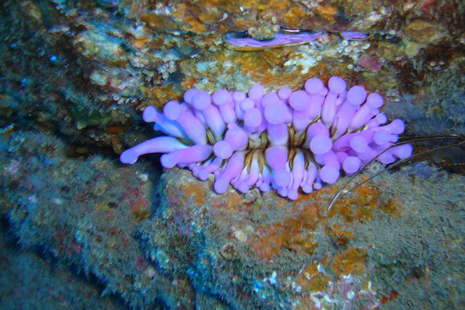 Tenerife First Time Scuba Dive – Turtle Habitat, Small Groups - Starting at Puerto Colón in Costa Adeje
