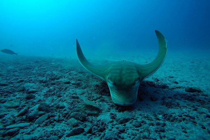 Tenerife First Time Scuba Dive – Turtle Habitat, Small Groups - The boat ride adds a little adventure