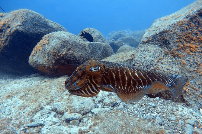 Tenerife First Time Scuba Dive – Turtle Habitat, Small Groups - A 25 to 30 minute underwater introduction