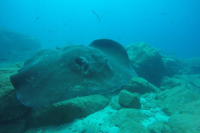Tenerife First Time Scuba Dive – Turtle Habitat, Small Groups - Snorkeling in the warm Canary Island water