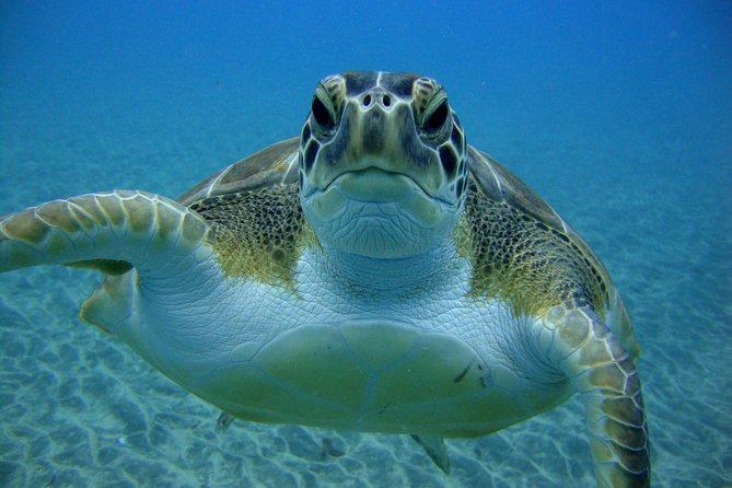Tenerife First Time Scuba Dive – Turtle Habitat, Small Groups - Group size, children, and health rules