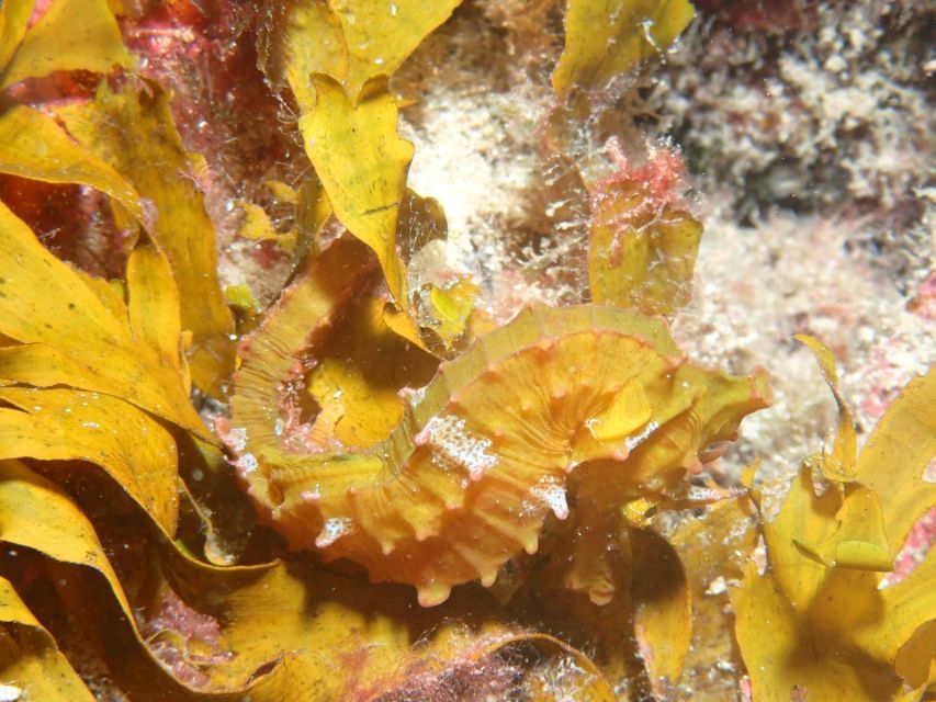 Tenerife : Private Dive for Beginners from a Boat - Your first underwater session with Sandrine or another instructor