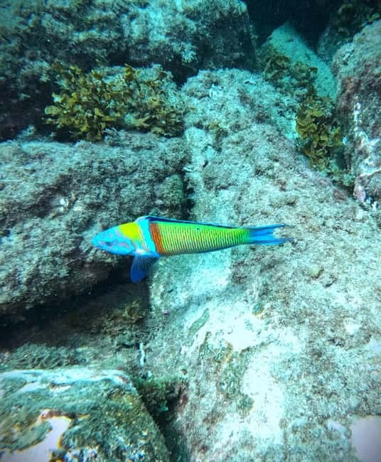 Tenerife: Private Scuba Diving–Certified Instructor & Photos - Who should choose this experience?
