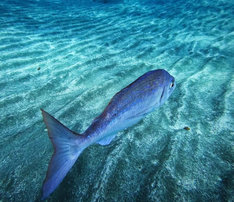 Tenerife: Private Scuba Diving–Certified Instructor & Photos - The two-hour coastal session