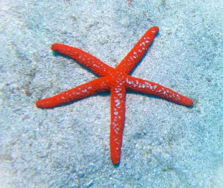 Tenerife: Private Scuba Diving–Certified Instructor & Photos - The instructors are the main strength