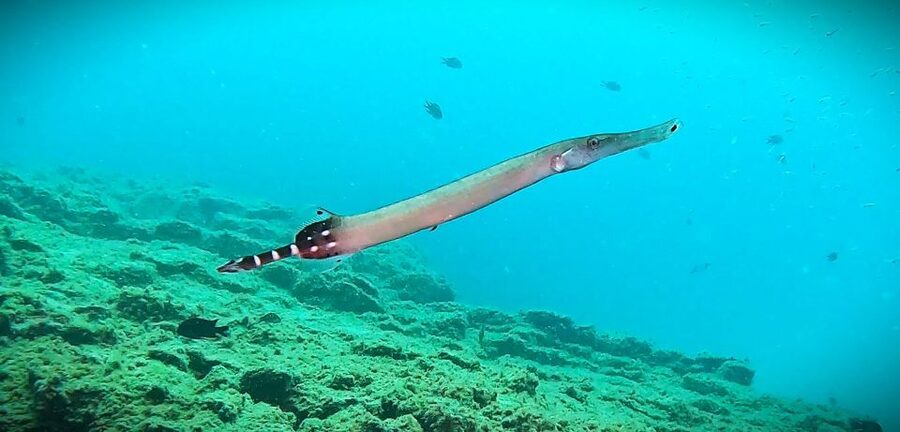 Tenerife: Private Scuba Diving–Certified Instructor & Photos - Timing, health, and practical limits