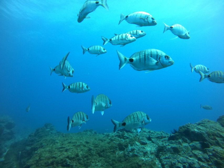 Tenerife: Puerto Colon Certified Scuba Dive by Speed Boat - Should you book the Puerto Colón scuba session?