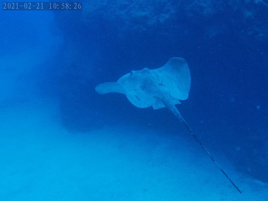 Tenerife: Puerto Colon Certified Scuba Dive by Speed Boat - The 30-minute safety briefing