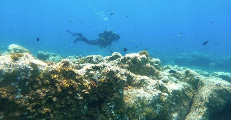 Tenerife: Puerto Colon Certified Scuba Dive by Speed Boat - What the $59 price really includes