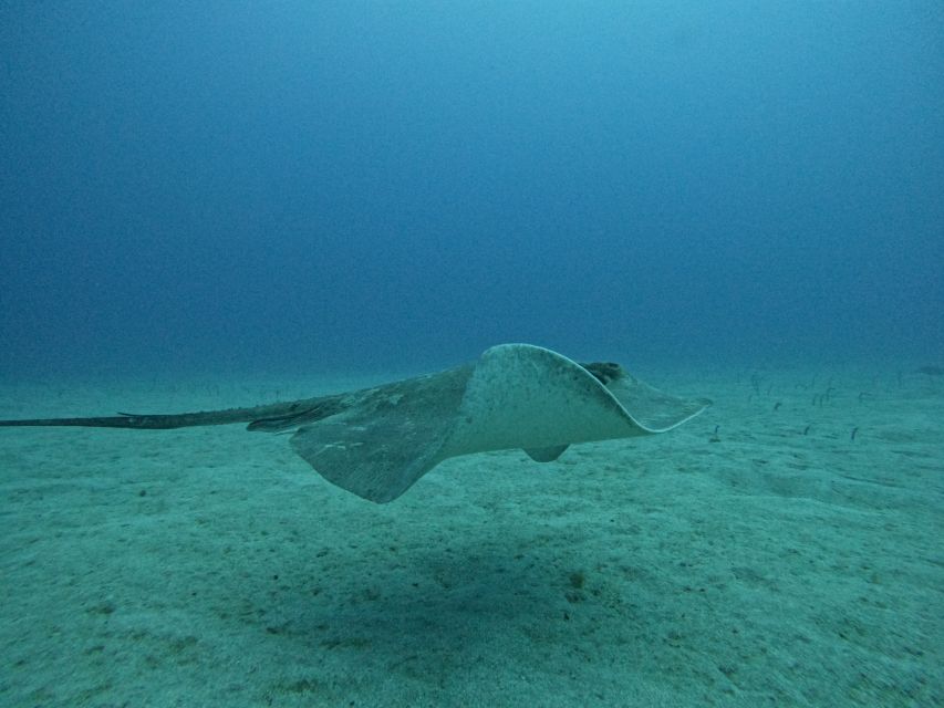 Tenerife: Puerto Colon Certified Scuba Dive by Speed Boat - Who will enjoy this most