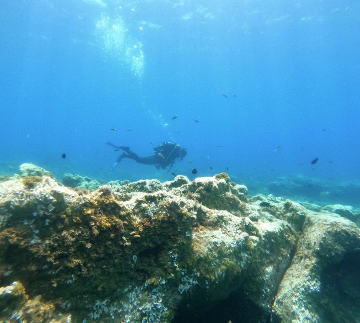 Tenerife: Puerto Colon Certified Scuba Dive by Speed Boat - Practical advice before you book