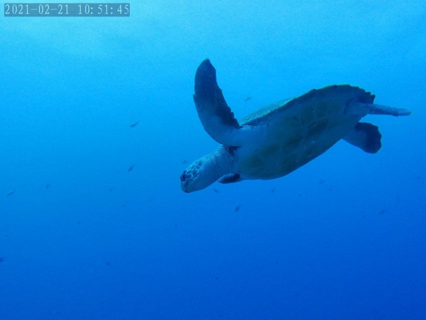 Tenerife: Puerto Colon Certified Scuba Dive by Speed Boat - Speedboat views along the southern coast