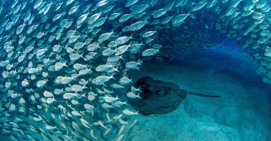 Tenerife: Scuba Diving Experience for Every Level - Key points to know before booking