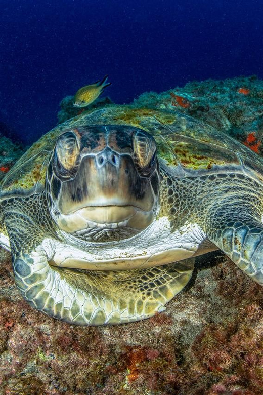 Tenerife: Scuba Diving Experience for Every Level - Why Tenerife is a good place to try scuba