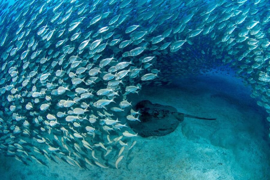 Tenerife: Scuba Diving Experience for Every Level - The first briefing: safety without the scare tactics