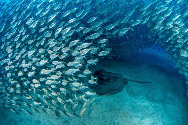 Tenerife: Scuba Diving Experience for Every Level - The drawbacks you should weigh