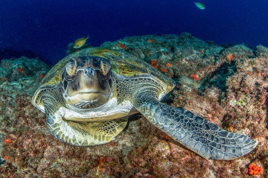 Tenerife: Scuba Diving Experience for Every Level - Meeting at Playa de las Vistas